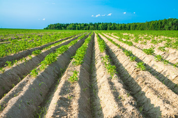 Fototapeta na wymiar rural landscape with a potato field