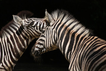 Fototapeta na wymiar Chapman-Zebras