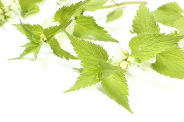 Fresh nettles with white flowers