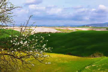 A spring landscape