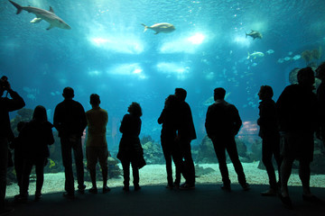 grupo de gente mirando el aquarium azul lisboa 8692-f14