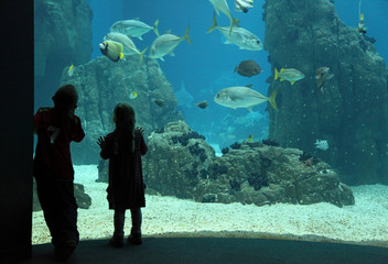 niños mirando el aquarium de lisboa 8802-f14