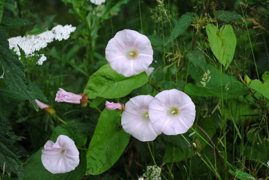Ackerwinde  Convolvulus  arvensis