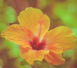 Retro Hawaiian Hibiscus