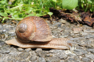 Snail with his shell