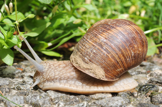 Snail with his shell