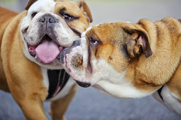Two English Bulldogs dog puppy outdoors
