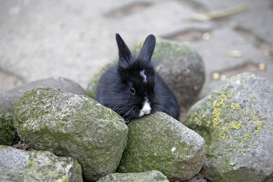 Kaninchen