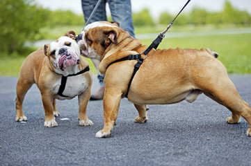 English Bulldogs dogs puppies meeting outdoors