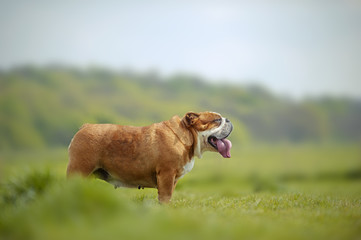 English Bulldogs dogs puppies playing outdoors