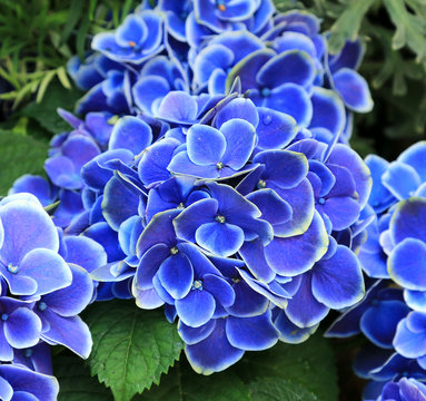青い紫陽花 Images Browse 133 Stock Photos Vectors And Video Adobe Stock