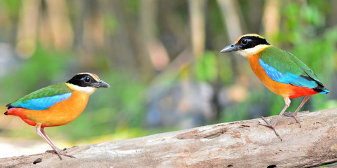 Blue winged Pitta bird