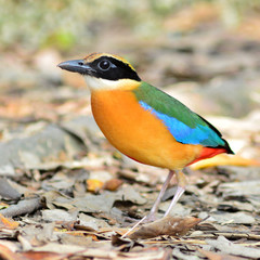 Blue winged Pitta bird
