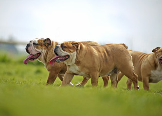 English Bulldogs dogs puppies playing outdoors
