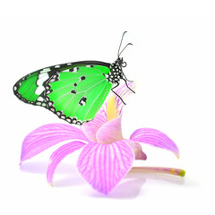 butterfly on orchid flower