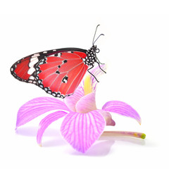 butterfly on orchid flower