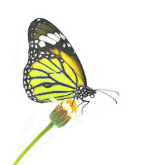 Butterfly on flower
