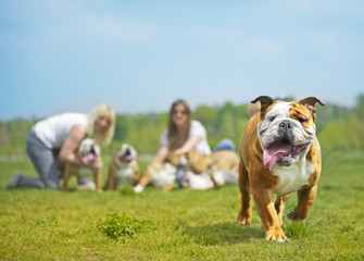 English Bulldog dog puppy running towards the camera
