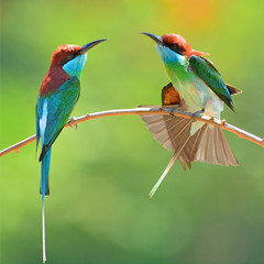 Blue throated Bee eater bird