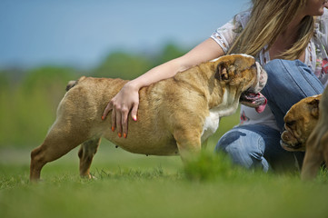 Owner hugging her english bulldog dog puppy