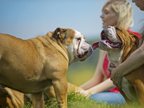 Two english bulldogs dog puppies meeting portrait