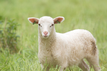 Naklejka na ściany i meble White lamb in the field