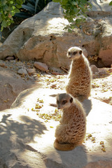 Couple de suricates