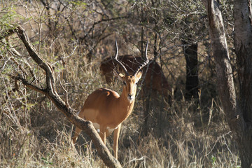 Impala dans la savane
