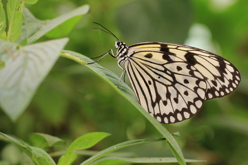 butterfly,Tree Nymphs,Idea ieuconoe