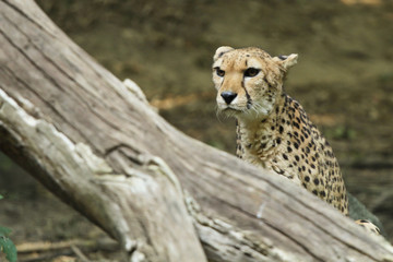 Guépard