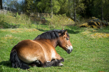 Ardennes horse resting at springtime in the Swedish countryside