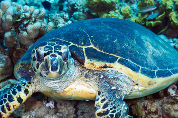 Fototapeta premium Hawksbill turtle