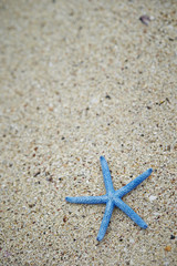 starfish