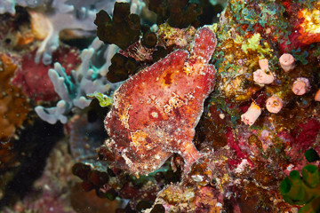 Scarlet frogfish