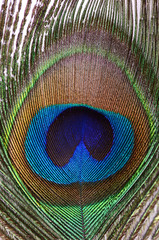 Beautiful feather of a peacock