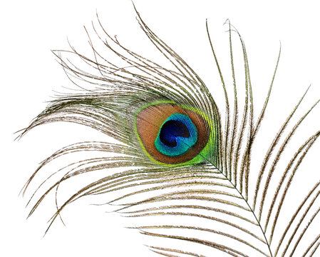 Fototapeta Feather of peacock isolated on white background