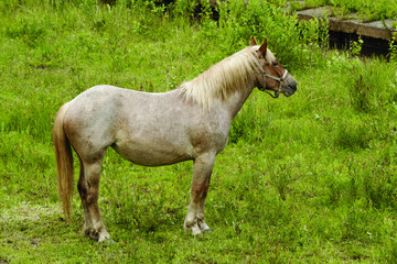 Fototapeta premium horse
