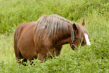 Fototapeta premium horse