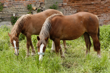 Fototapeta premium horse