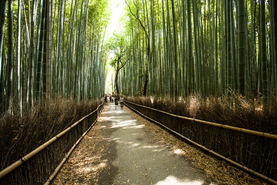 Arashiyama mountain Kyoto Japan with bamboo forest