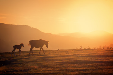 Fototapeta na wymiar horses silhouette at sunset