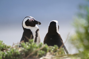 Couple de manchots