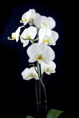 Panele Szklane  biała orchidea