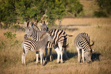 Fototapeta na wymiar Zebras family, South Africa
