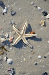 starfish on the beach