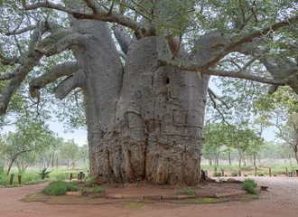 Papier Peint photo Lavable Baobab baobab vieux de deux mille ans