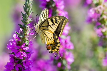 Fototapeta na wymiar Papilio machaon,Old World Swallowtail