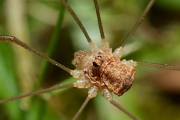 Harvestman - Phalangium opilio on the grass - detail