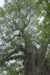 baobab vieux de deux mille ans