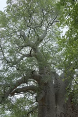 Photo sur Plexiglas Baobab baobab vieux de deux mille ans